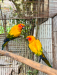 Sun conure adult paire ( DNA)